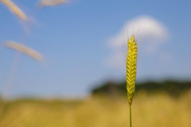 einkorn buğday