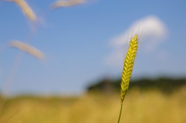 einkorn buğday