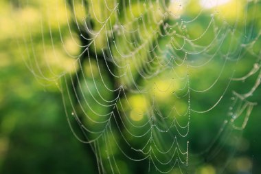 Çiy damlalı örümcek ağı