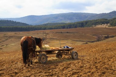 At arabası.