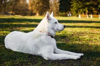 Safkan beyaz siberian dış yapraklar