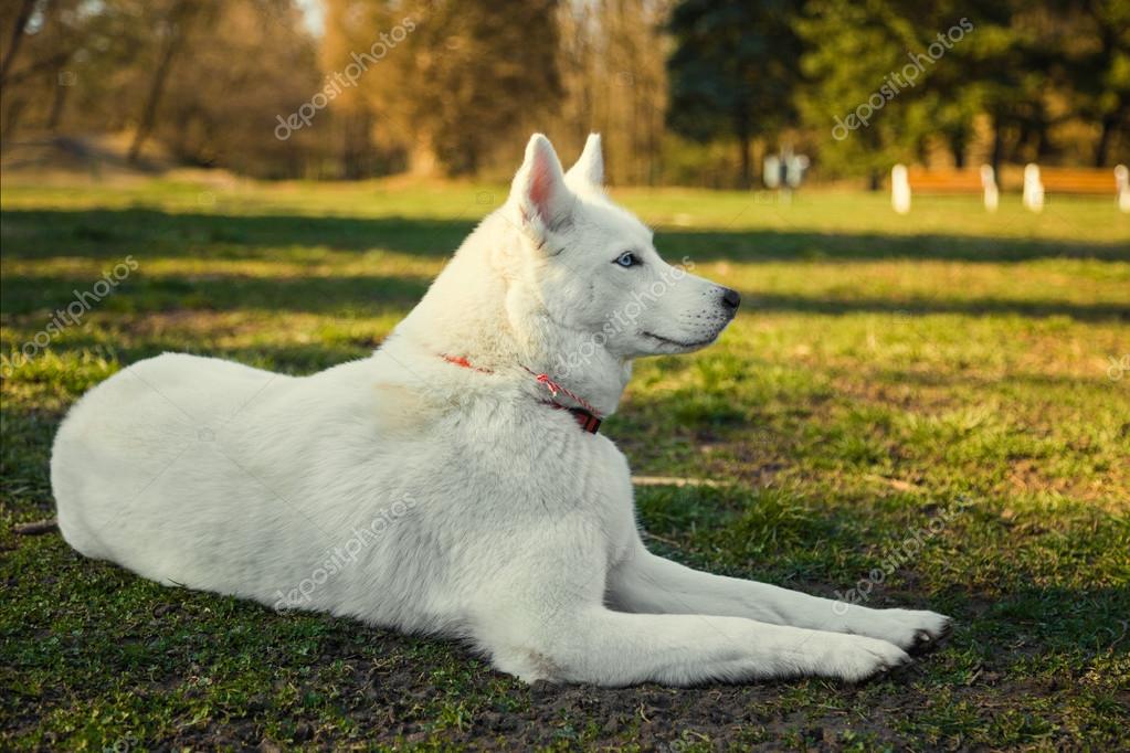 all white siberian husky