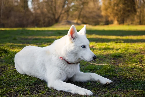 Rasechte witte Siberische husky — Stockfoto