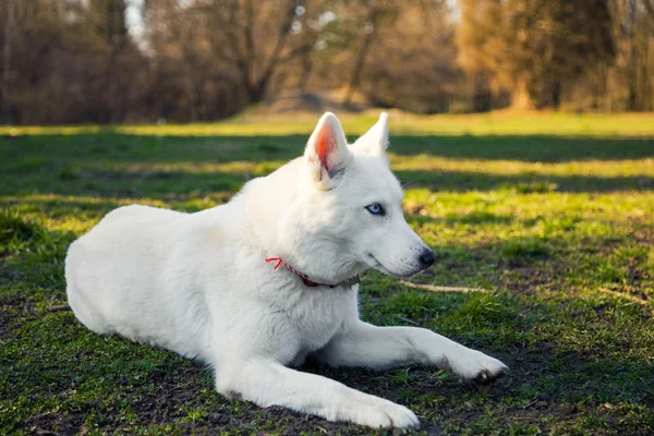 Καθαρόαιμος άσπρο Σιβηρία σκύλος χάσκεϋ — Φωτογραφία Αρχείου
