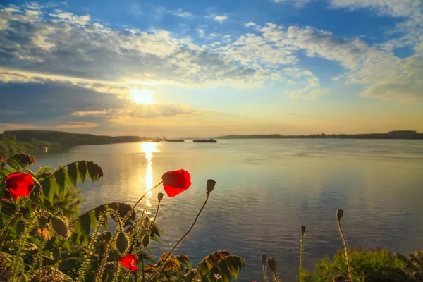 Poppies on the Danube bank in the spring — Stock Photo, Image