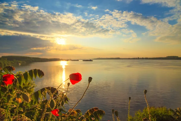 Poppies on the Danube bank in the spring — Stock Photo, Image