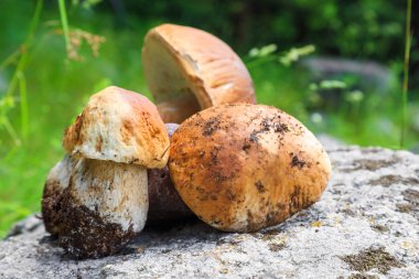 Ormandaki yabani Penny buns (Boletus mantar)