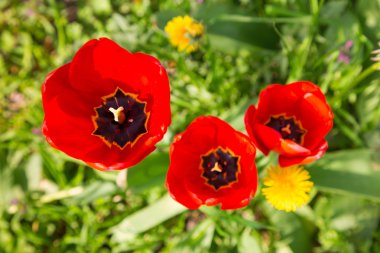 Kırmızı lale baharda çiçek açan