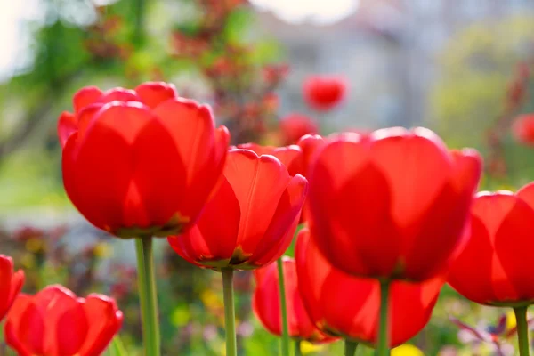 Floração tulipas vermelhas na primavera — Fotografia de Stock