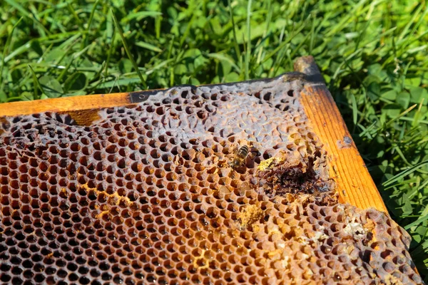 Kép részlete egy méhsejt a fűben — Stock Fotó