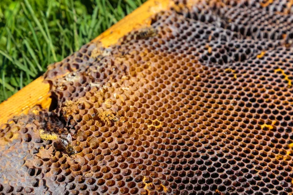 Kép-ban egy régi méhsejt részlete — Stock Fotó