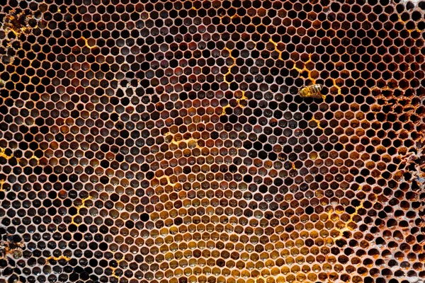 Egy méhsejt a közeli képe — Stock Fotó