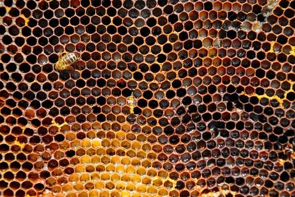 클로즈업에서 벌집의 이미지 — 스톡 사진