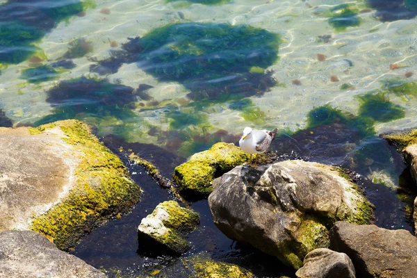 Постійний Чайка біля моря — стокове фото