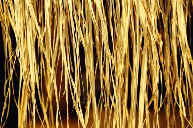 Sarı kuru ot (reed) arka plan