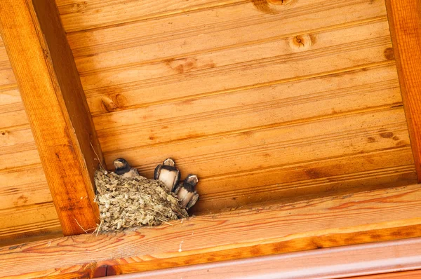 Swallow baby birds in nest — Stock Photo, Image