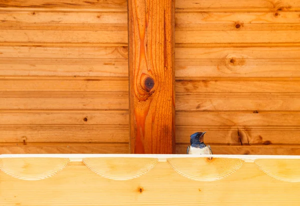 Tragar pájaro bajo un refugio de madera —  Fotos de Stock