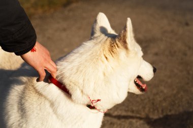 adam onun siberian dış yapraklar tutar