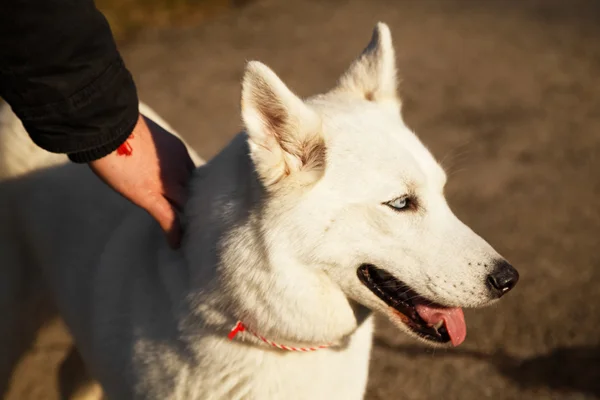 El hombre sostiene su Husky siberiano —  Fotos de Stock