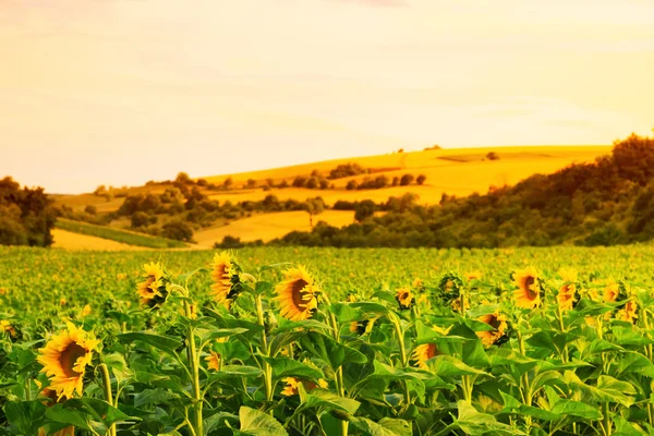 Velden met zonnebloemen en tarwe — Stockfoto