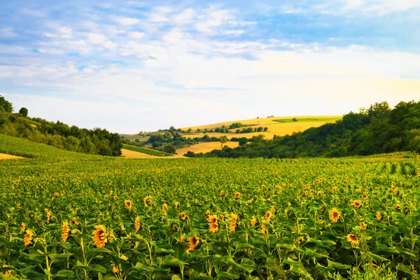 Velden met zonnebloemen en tarwe — Stockfoto