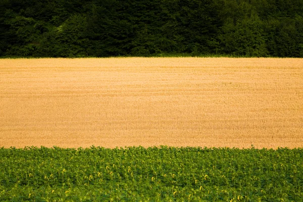 Поля - Подсолнухи и пшеница — стоковое фото