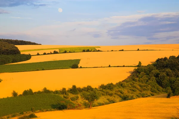 Пшеничные поля — стоковое фото