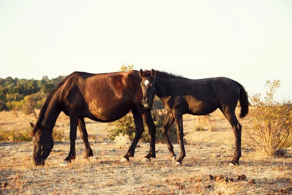 Brown Horse and Her Foal — Stock Photo, Image
