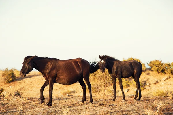 Brown Horse and Her Foal — Stock Photo, Image