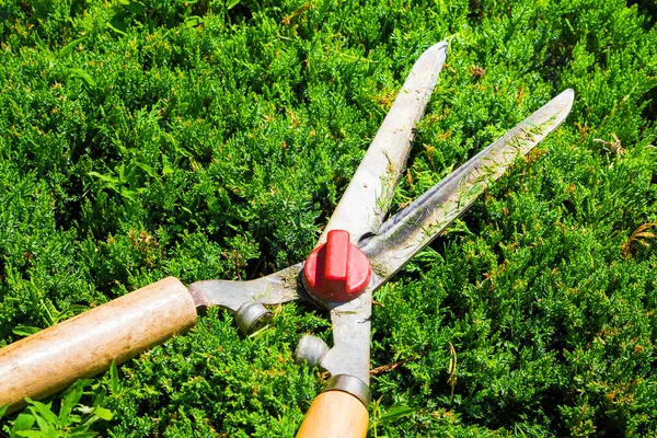 Садівництво ножиці для обробки живоплотів і кущів — стокове фото