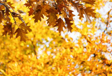 Dal meşe palamudu ile sonbahar meşe yaprakları 