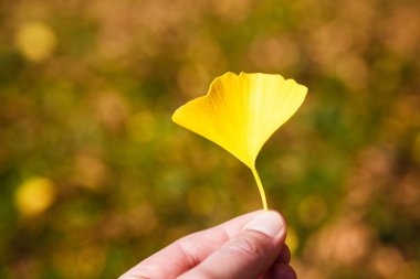 Ginkgo Biloba sonbahar yaprak tutan el