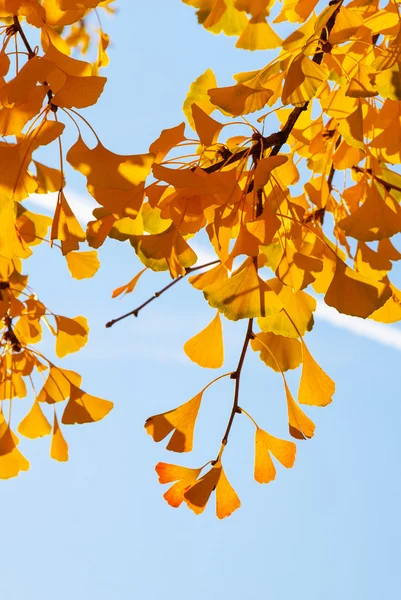 Otoño Ginkgo Biloba hojas contra el cielo brillante — Foto de Stock