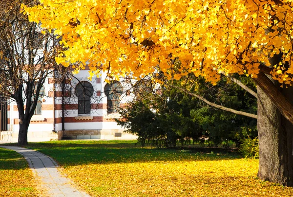 Parte de un árbol de Ginkgo de otoño en un parque de la ciudad — Foto de Stock