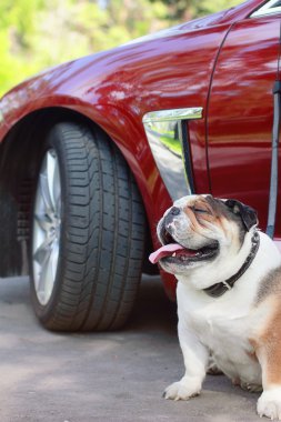 köpek makine standları