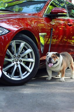 köpek makine standları