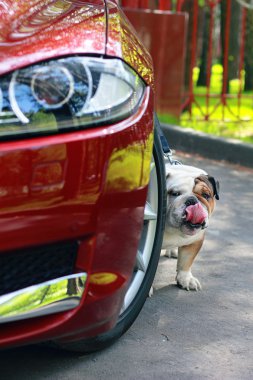 köpek makine standları