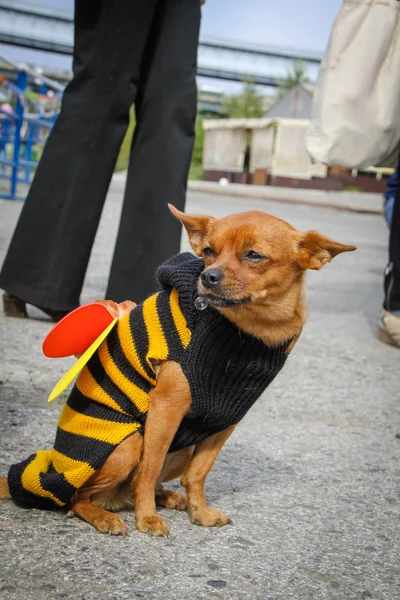 Perro disfrazado de abeja — Foto de Stock
