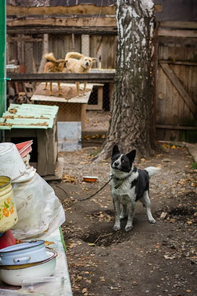 Hundeheim — Stockfoto