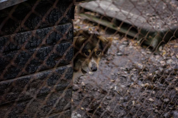 Perro perro refugio —  Fotos de Stock