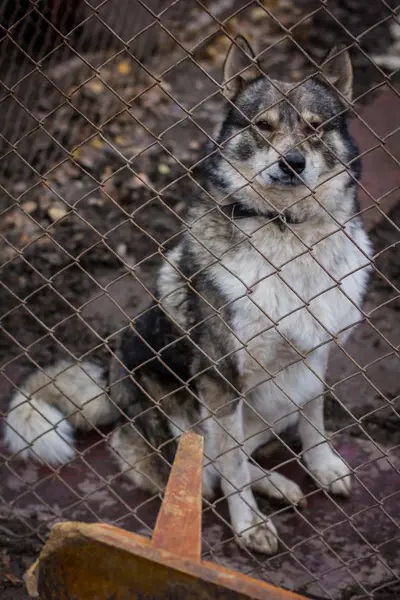 Abrigo cão cão — Fotografia de Stock