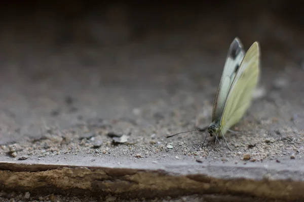 O cadáver de uma borboleta — Fotografia de Stock