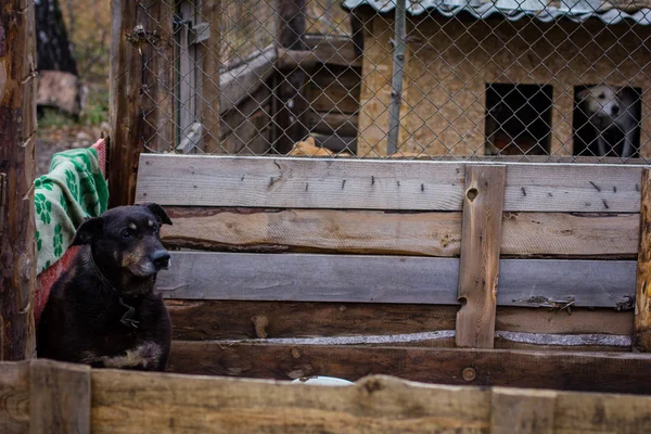 Abrigo cão cão — Fotografia de Stock