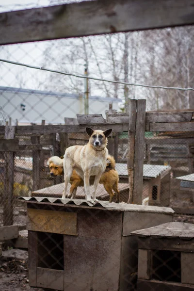 Abrigo cão cão — Fotografia de Stock