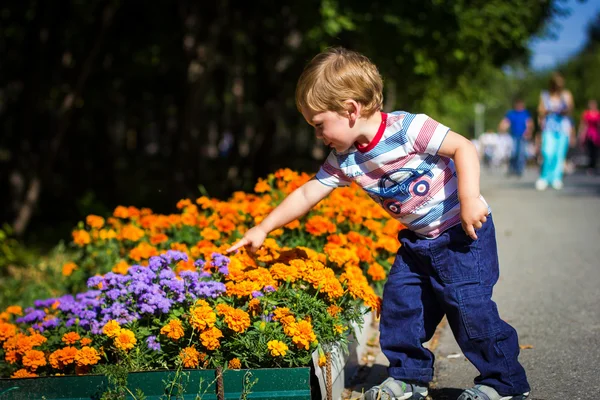 Chlapec sbírání květin — Stock fotografie