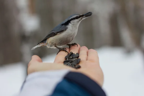 Hombre alimentando a un pájaro de la mano —  Fotos de Stock