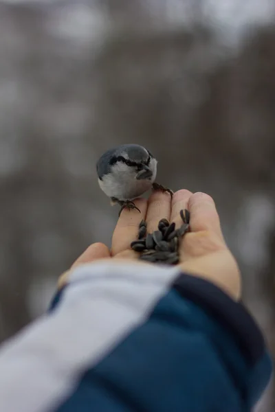 Uomo che nutre un uccello dalla mano — Foto Stock