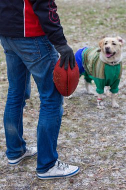 köpek oyuncak ile çalış