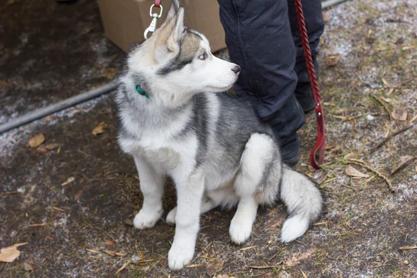 Hund promenader på gatan i vinter — Stockfoto