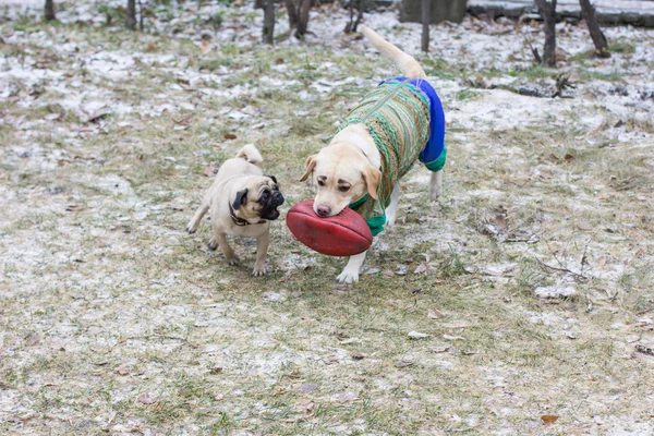 Dos perros juegan con una pelota — Foto de Stock